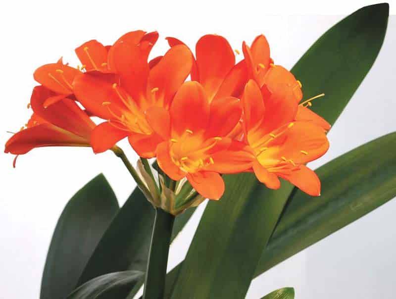 clivia-miniata-4118978_960_720