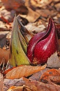 coldisclafani 040921.skunkcabbage.judygallagher.web