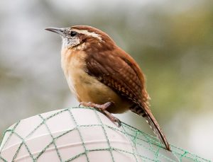 column.carolinawren 022120 677 1024x784 1