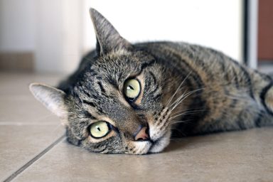 cute-cat-lying-down