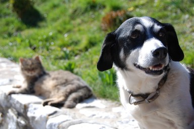 dog-1217513_640