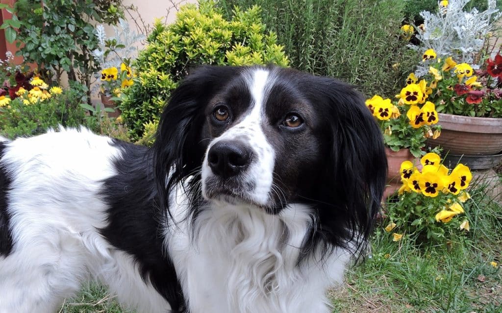 dog-742758_1280