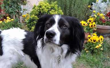 dog-742758_1280