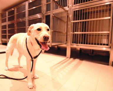 dog kennel