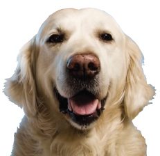 doggy