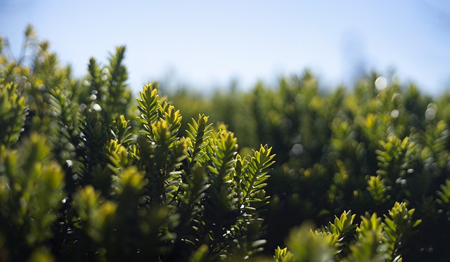 earth-day-4101169_640