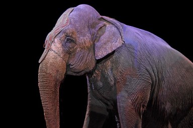 elephant-1412307_640