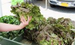 farmersmarket lettuce byalexnunez 1024x622 1