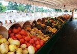 farmersmarket squash