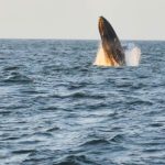 fb img 1535679516985 1024x1024 1