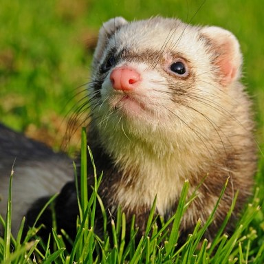 ferret-1871996_640