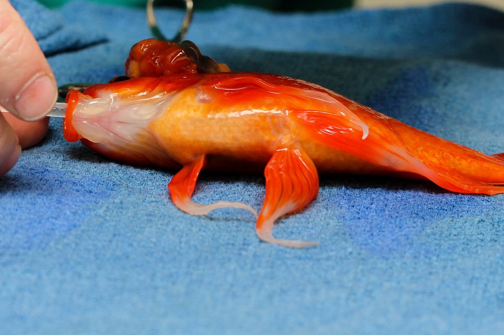 fish 1024x682 1