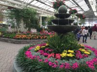 flower show 2015 1024x768 1