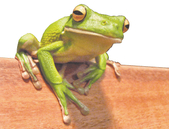 frog