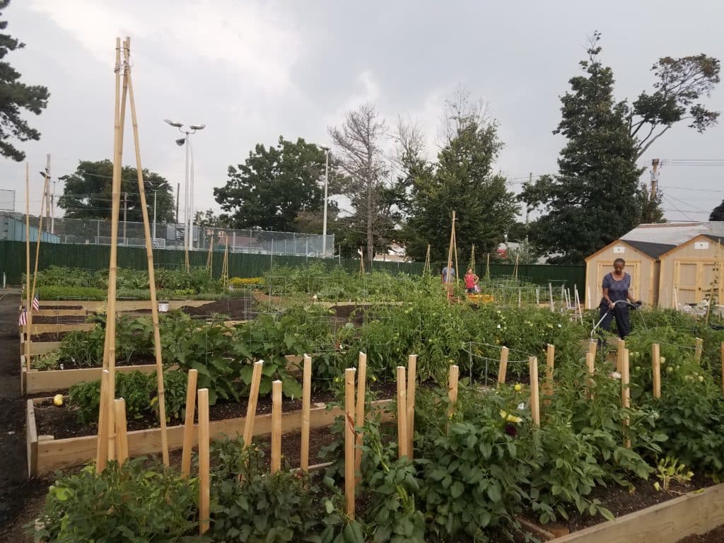 garden