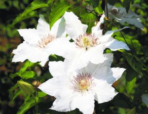 Clematis Hyde Hall (Photos by Josephine Borut)