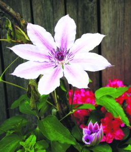 Clematis Nelly Moser