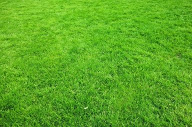 grass-3375563_1280