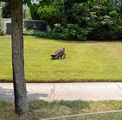 hicksville 2013 08 30 vulture