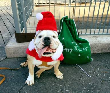 holiday dog