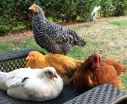 Chickens Photos by Christy Hinko