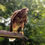 Sky Kings Falconry Photo by Kimberly Dijkstra