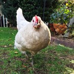 Chickens Photos by Christy Hinko