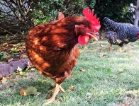 Chickens Photos by Christy Hinko