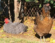 Chickens Photos by Christy Hinko