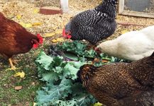 Chickens Photos by Christy Hinko