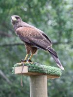 Sky Kings Falconry Photo by Christy Hinko