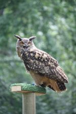 Sky Kings Falconry Photo by Christy Hinko