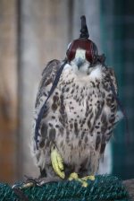 Sky Kings Falconry Photo by Christy Hinko