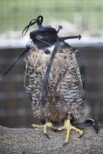 Sky Kings Falconry Photo by Christy Hinko