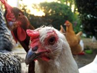 Chickens Photos by Christy Hinko