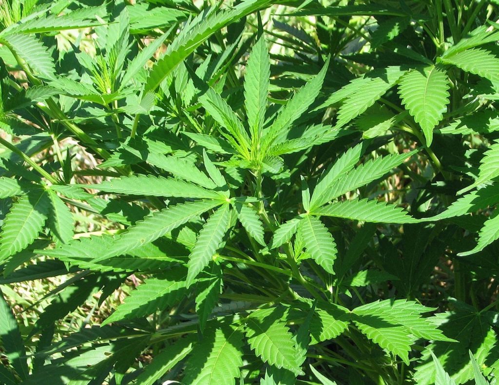 marijuana-1549805_1280