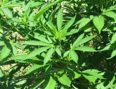 marijuana-1549805_1280