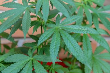 marijuana-3447609_1280