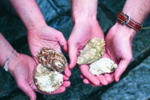 Proceeds from sales of The Oyster white wine go to the reseeding of oyster beds