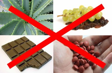 pet toxins