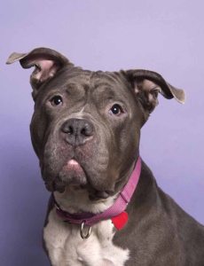 pets animalhaven 081016a 785x1024 1