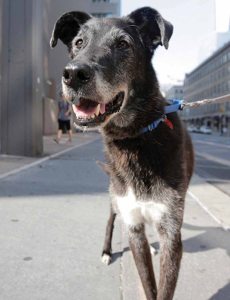 pets animalhaven 081016d 785x1024 1