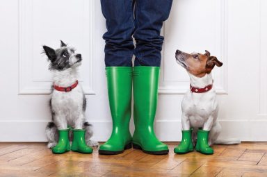 two dogs and owner