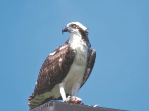 plvosprey a 1024x765 1