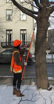 prune tree