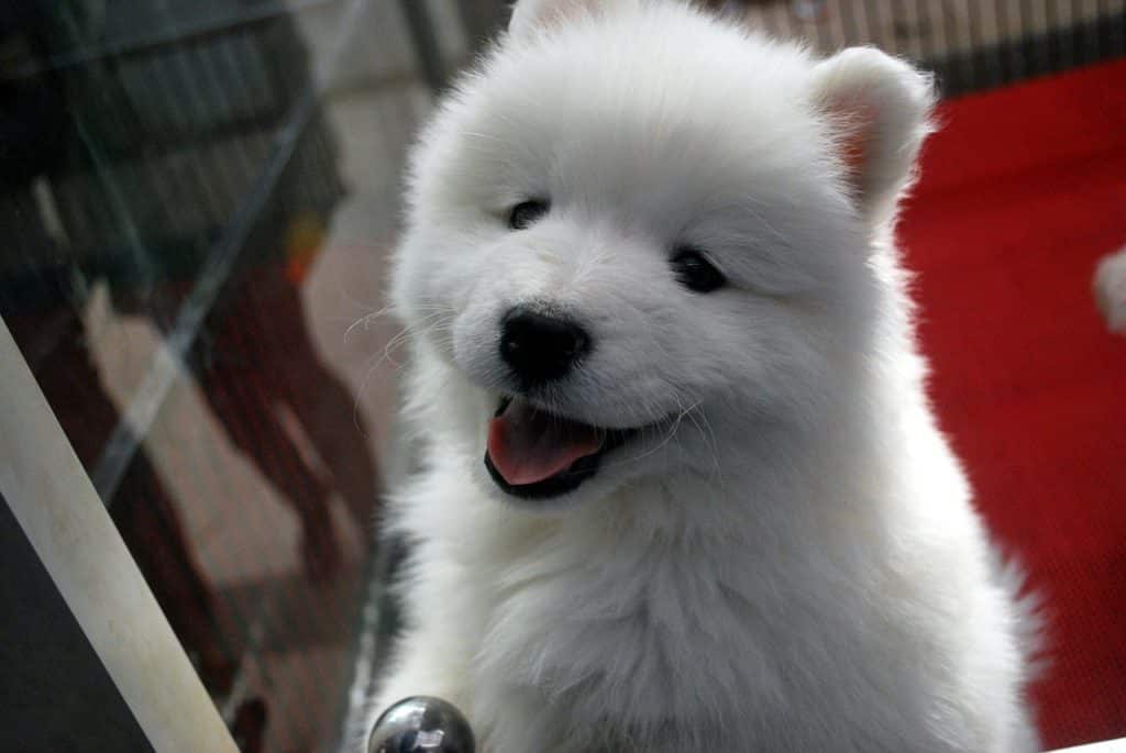 puppy-17473_1280