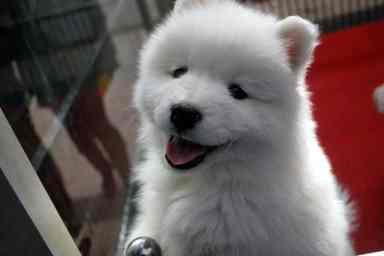 puppy-17473_1280