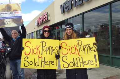 puppystoreprotest4-web