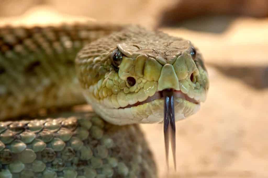 rattlesnake-653642_1280