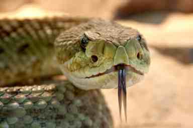 rattlesnake-653642_1280